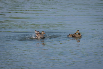 Fototapeta premium Gadwall duck (Anas strepera) splashing and washing as another preens feathers