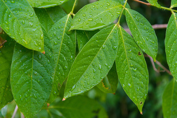 Green leaves background