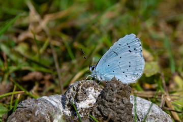 Holly Blue (Celastrina argiolus) feeding on duck poo