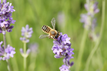 bee on lavender in garden