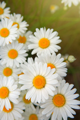 Macro shot of big daisies.