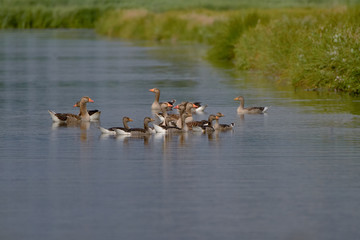 Canada goose (Branta canadensis) In the wetlands of Zaandam in the Netherlands