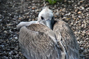 Pelican bird having its beak between its feathers  lying and relaxing in the sun