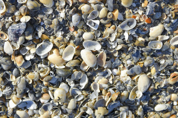 Shells on the beach