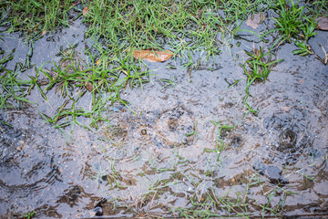 Rain drops in the water.