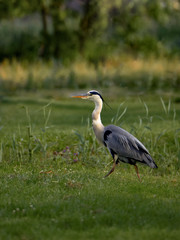 Gray heron (Ardea cinerea) - a species of large water bird from the heron family