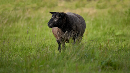 Sheep (Ovis - a type of mammalian beef) grazing