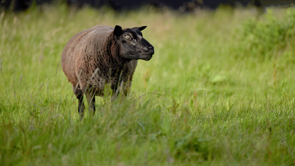 Sheep (Ovis - a type of mammalian beef) grazing