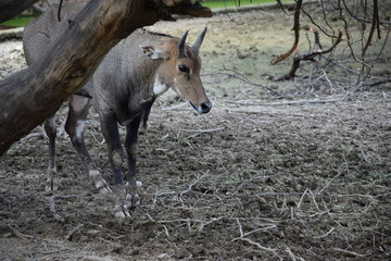 National Zoological Park