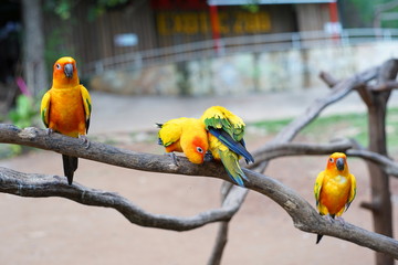 Lovebirds are on the branches.