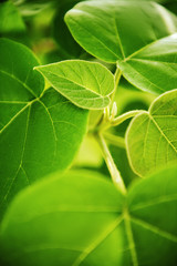 Green leaves background.