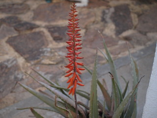 flores aloe vera