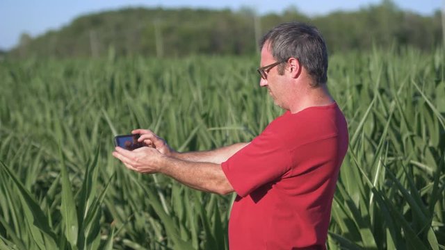 agronomist in a cornfield taking pictures with his smartphone of the harvest.