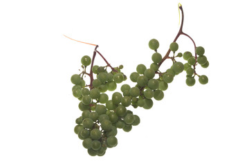 grapes isolated on white background