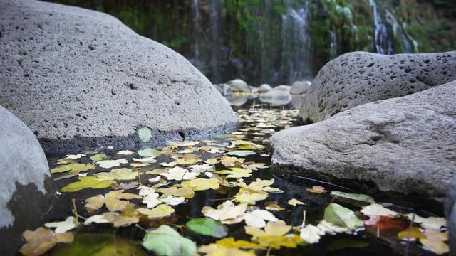Water level closeup of fall leaves floating in a still pool of water.  Mossbrae Falls out of focus in the background.  Green moss under the water fall.  Grey boulders in foreground. 