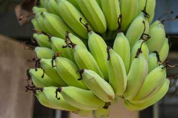 Bunch of green bananas