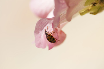 ladybird on flower closeup