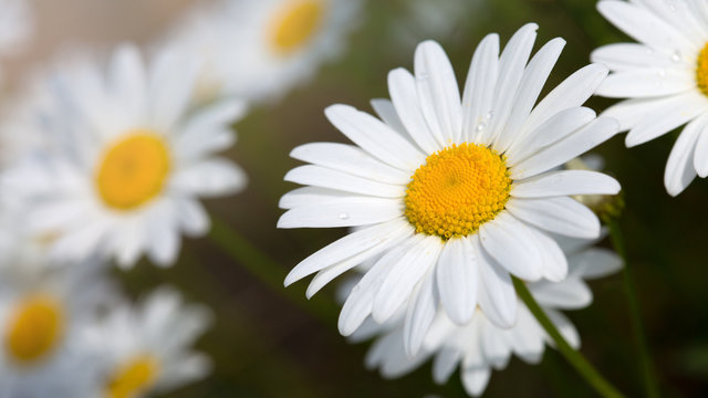 Fototapeta Macro shot of big daisies.