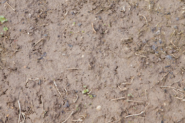 close up clay soil
