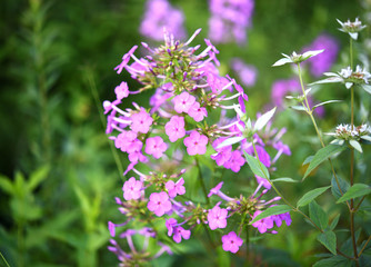Obraz premium A closeup of pink wildflowers.