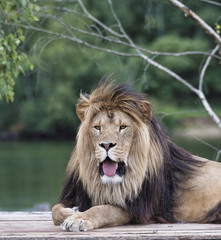 african  lion on top of car
