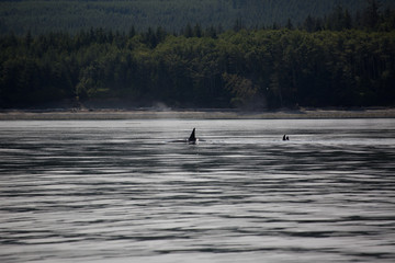 Orca in the wild