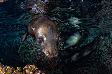 Naklejka premium lew morski pieczęć pod wodą podczas nurkowania galapagos