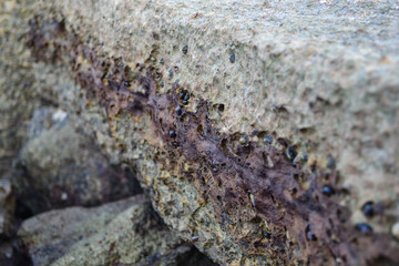 Fossil Shell Cemetry, 75 millions year old Krabi Thailand