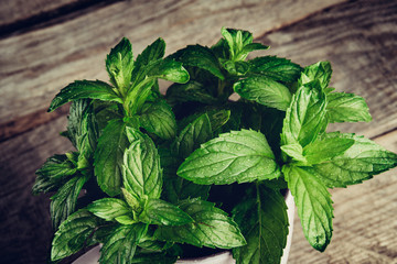 Mint leaves. peppermint of mint with waterdrops on wooned table. Closeup of fresh mints leaves...