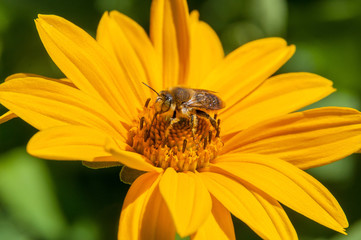 bee on a yellow flower collects nectar, green background macro photo close up