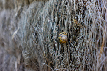 Garden snail crawling