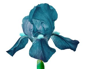 Cerulean iris flower isolated on a white  background. Close-up. Flower bud on a green stem.