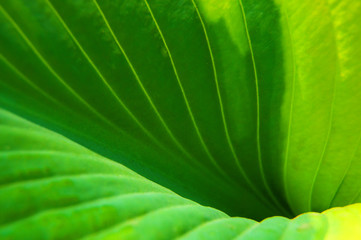 green leaf with sun shade on it green background