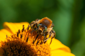 bee on a yellow flower collects nectar, green background macro photo close up