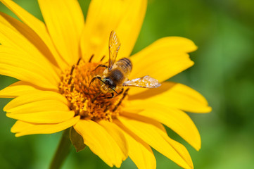 bee on a yellow flower collects nectar, green background macro photo close up