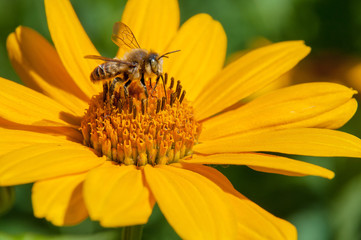 bee on a yellow flower collects nectar, green background macro photo close up