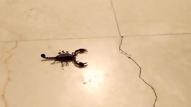 Italian scorpion on tiled marble floor