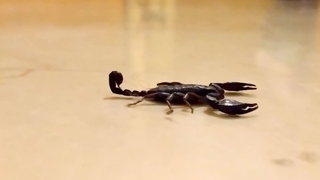 Italian scorpion on tiled marble floor