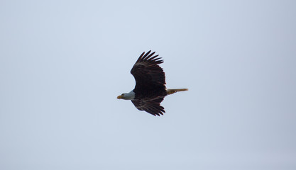 Bald Eagle gliding