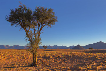Naklejka premium Camelthorn tree in dry country