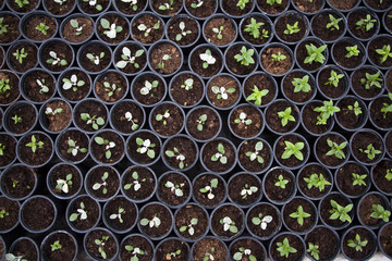 Seedling in greenhouse