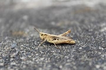 Heuschrecke