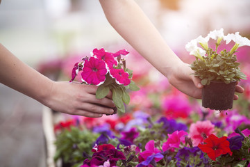 Woman working in greenhouse