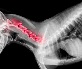X-ray film of dog lateral view with red highlight in neck bone pain areas or Cervical Vertebrae...