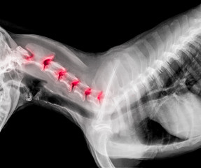 X-ray film of dog lateral view with red highlight in neck joint bone pain areas or cervical disc disease dog- Veterinary medicine- Veterinary anatomy concept