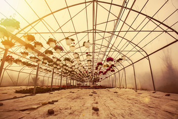 Flowers in greenhouse