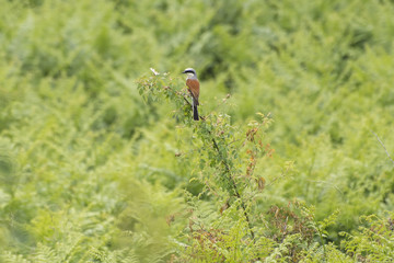 Red-backed shrike, Lanius collurio