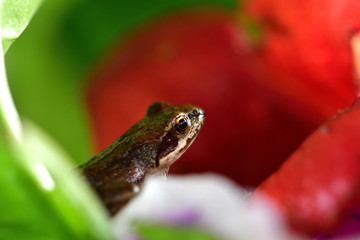 macro photography frog in colorful flowers