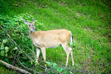 Whitetail Deer Doe Feeding