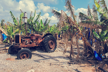 Traktor, ciągnik na plantacji bananów © Agnieszka
